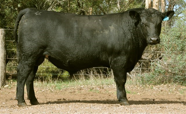 te mania jadzinski j168 (ai)